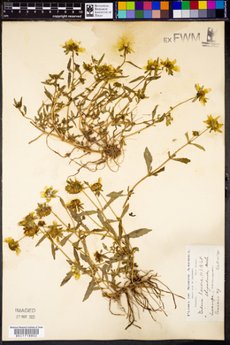 Bidens laevis image