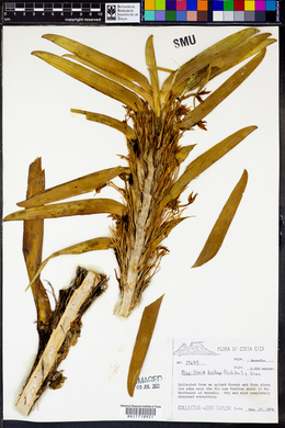 Maxillaria biolleyi image