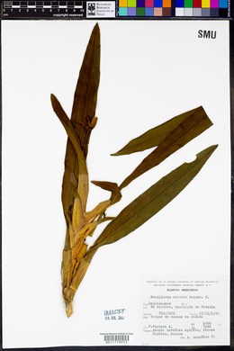 Maxillaria elatior image