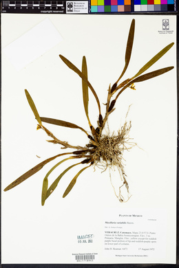 Maxillaria variabilis image