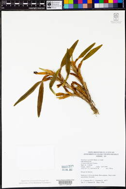 Maxillaria variabilis image