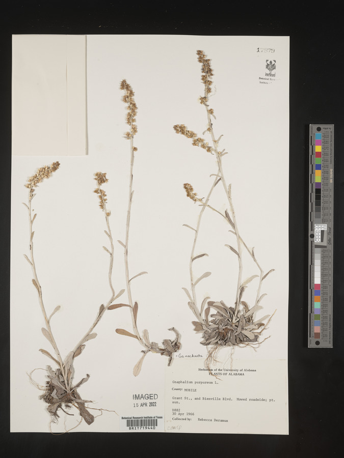 Gamochaeta argyrinea image