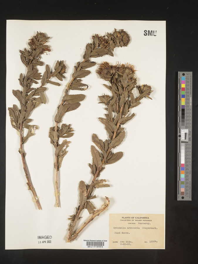 Grindelia arenicola image