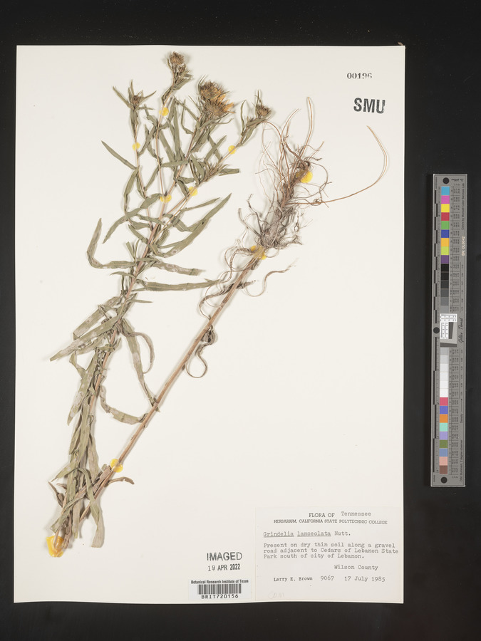 Grindelia lanceolata image