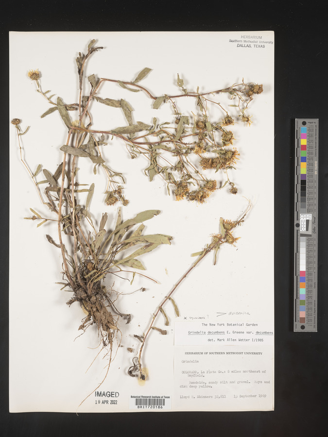 Grindelia laciniata image