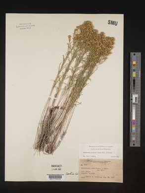 Gutierrezia sarothrae image
