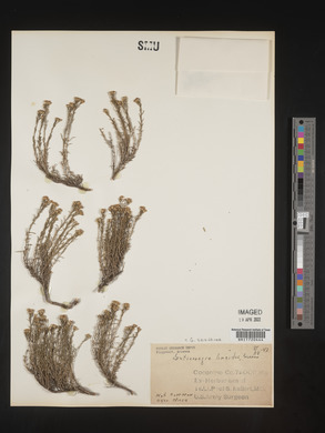 Gutierrezia sarothrae image