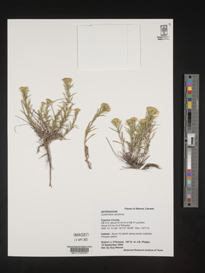 Gutierrezia sarothrae image