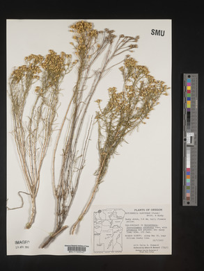 Gutierrezia sarothrae image