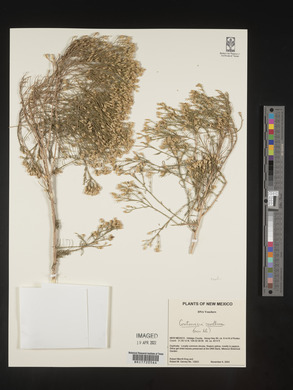 Gutierrezia sarothrae image