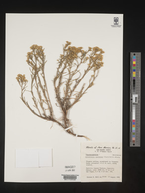 Gutierrezia sarothrae image