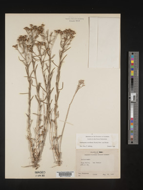 Gutierrezia sarothrae image