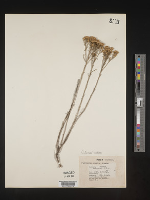Gutierrezia sarothrae image