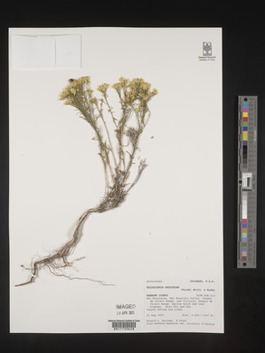 Gutierrezia sarothrae image