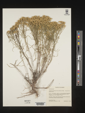 Gutierrezia sarothrae image