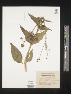 Gymnocoronis latifolia image