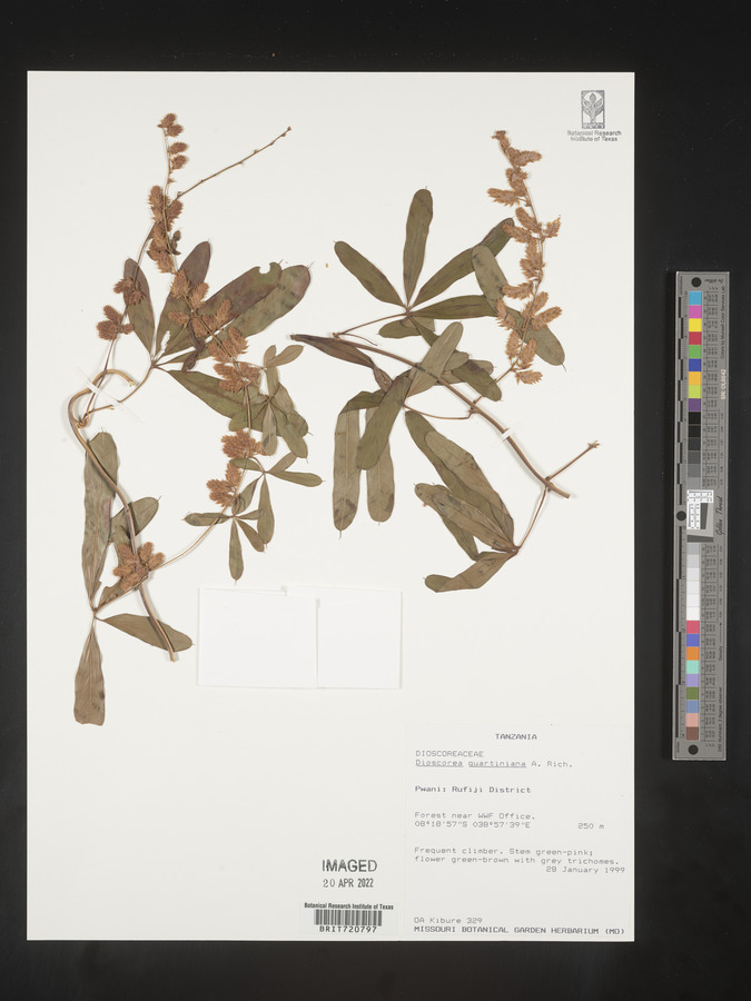 Dioscorea quartiniana image