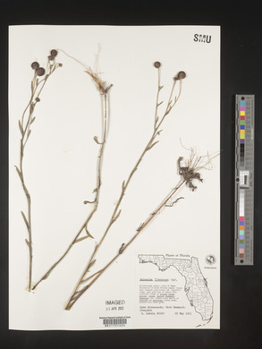 Helenium flexuosum image