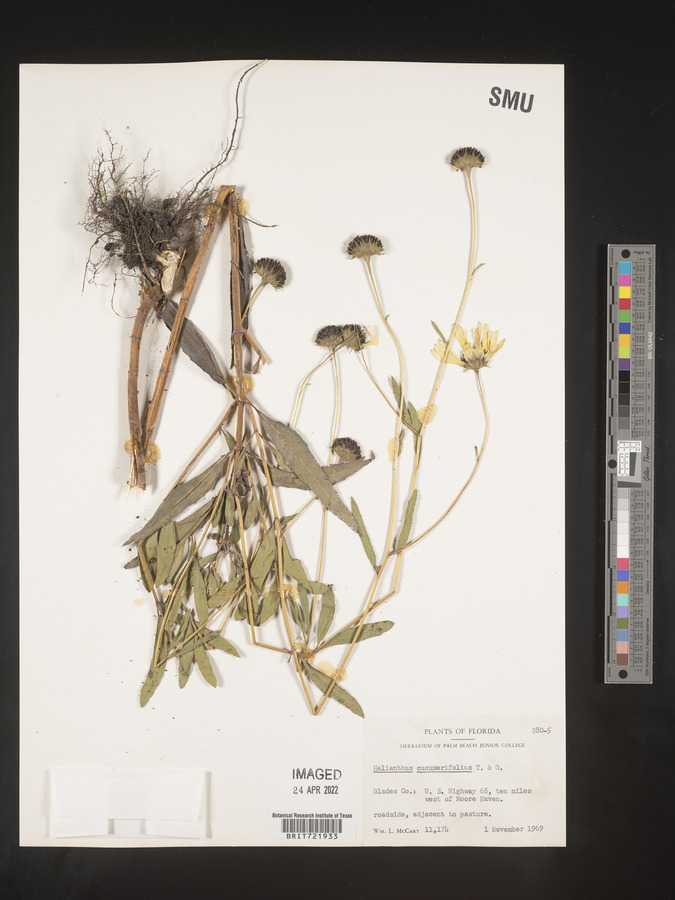 Helianthus cucumerifolius image