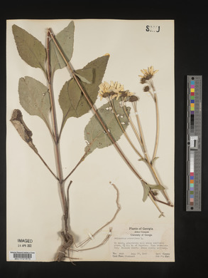 Helianthus atrorubens image