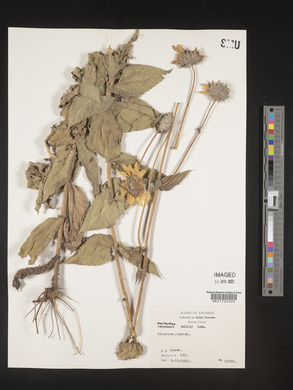 Helianthus mollis image