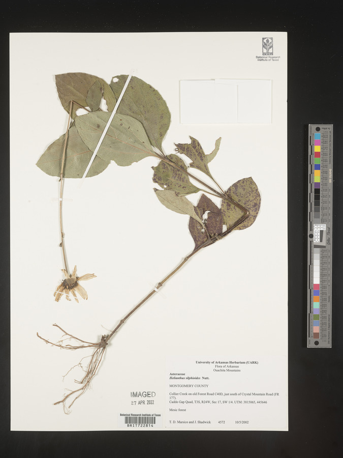 Helianthus silphioides image