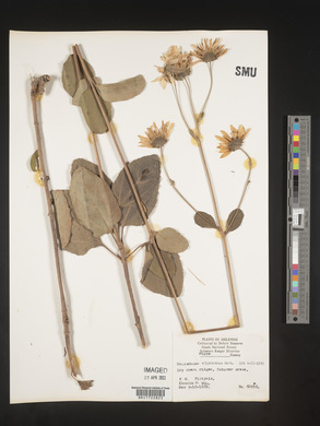 Helianthus silphioides image