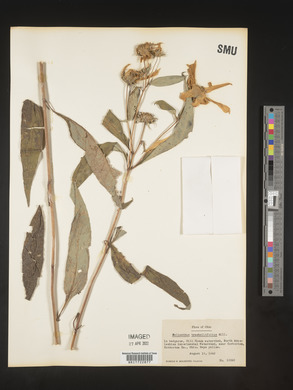 Helianthus tracheliifolius image