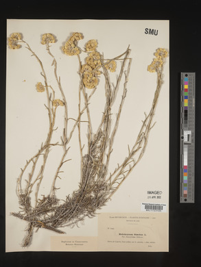 Helichrysum stoechas image