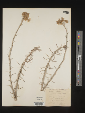 Helichrysum serotinum image