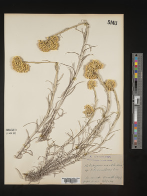 Helichrysum saxatile image