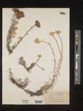 Helichrysum saxatile image