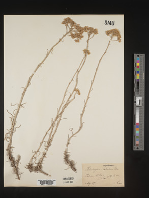 Helichrysum italicum image