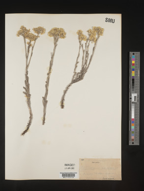 Helichrysum arenarium image
