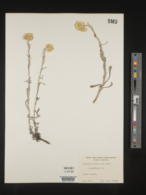 Helichrysum arenarium image
