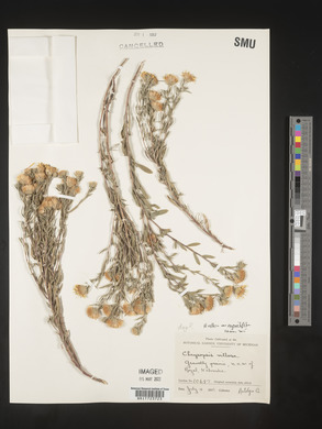 Heterotheca angustifolia image