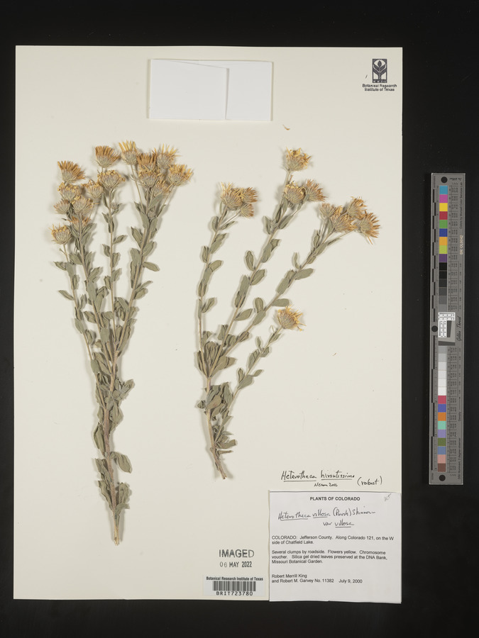 Heterotheca villosa var. nana image