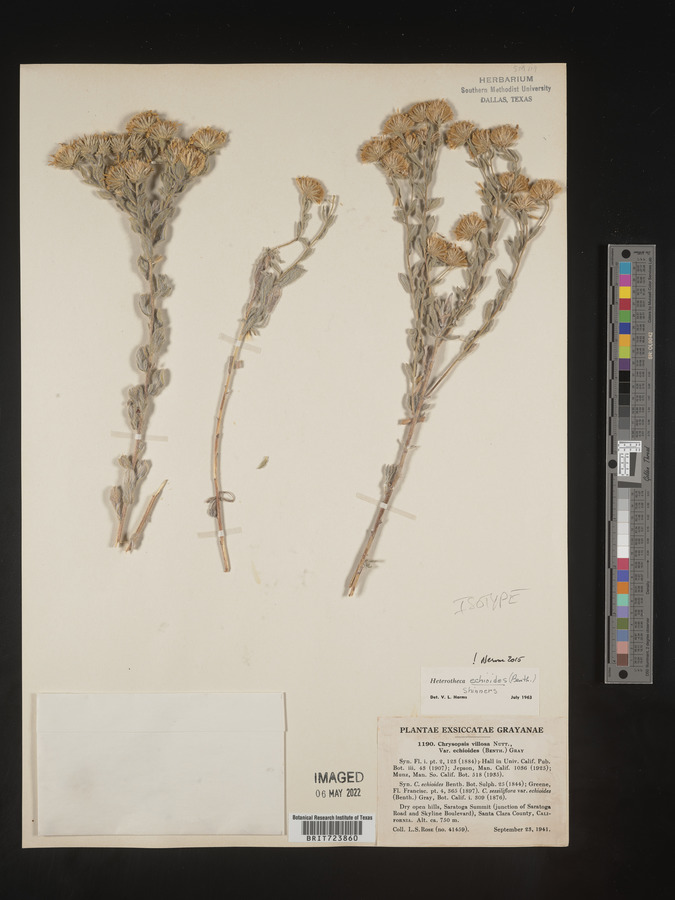 Heterotheca echioides image