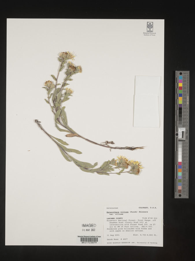 Heterotheca pumila image