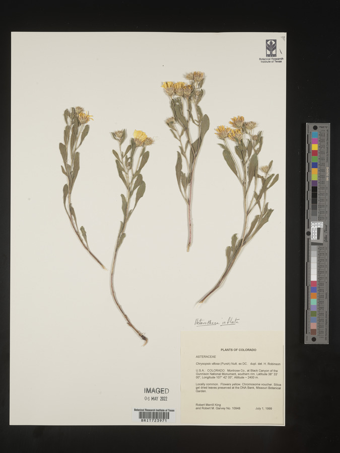 Heterotheca inflata image