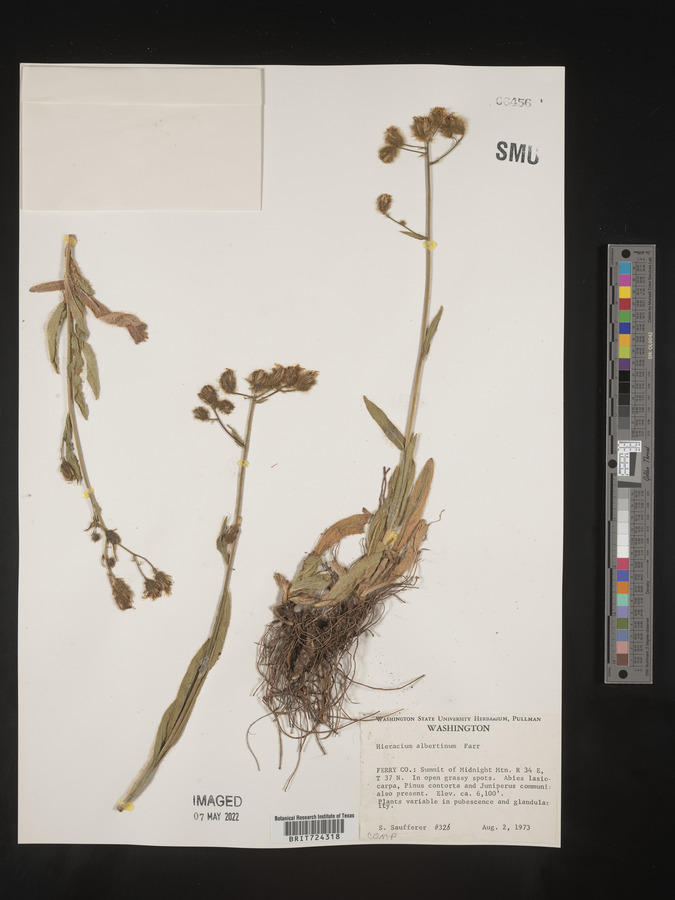 Hieracium albertinum image