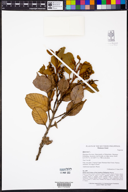 Image Associated With the Occurence