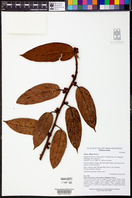 Ficus villosa image