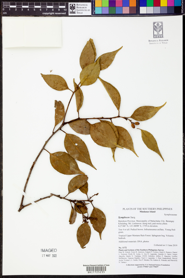 Symplocos adenophylla image