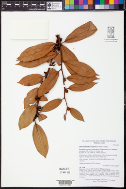 Image of Dimorphanthera apoana