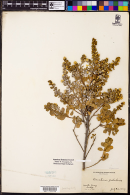 Baccharis pilularis image