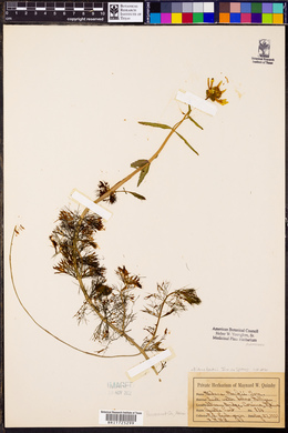 Bidens beckii image