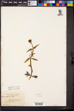 Bidens beckii image