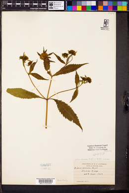 Bidens connata image