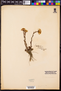 Tussilago farfara image